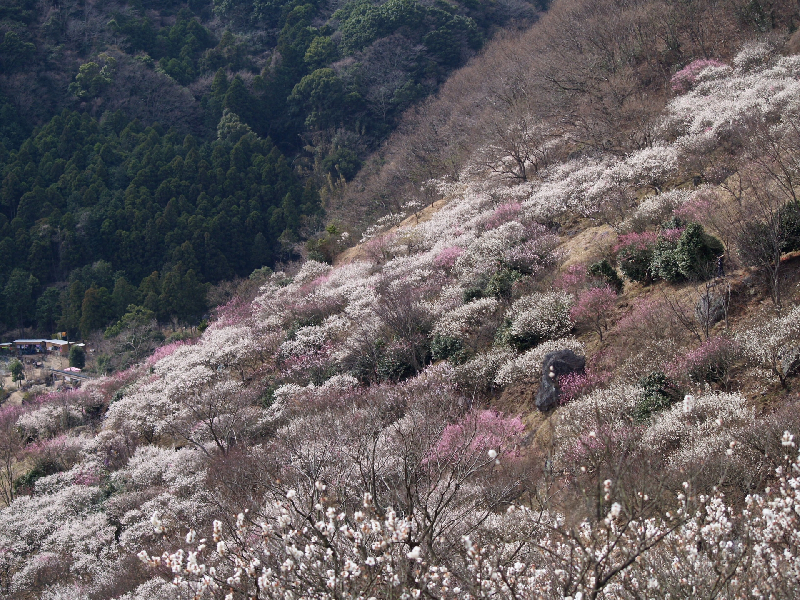 湯河原梅林