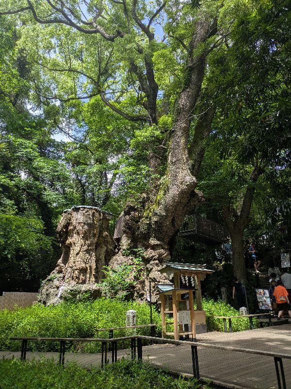 來宮大楠