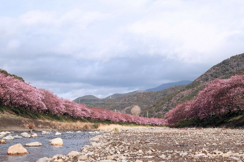 河津桜