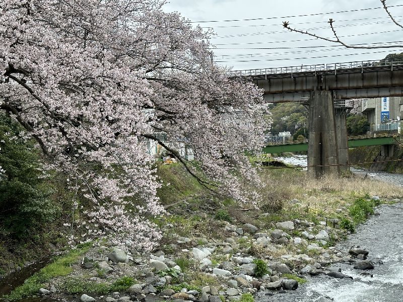 湯河原の千歳川沿いの桜並木