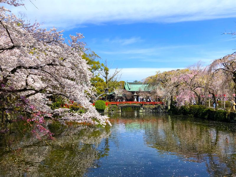 三嶋大社の桜