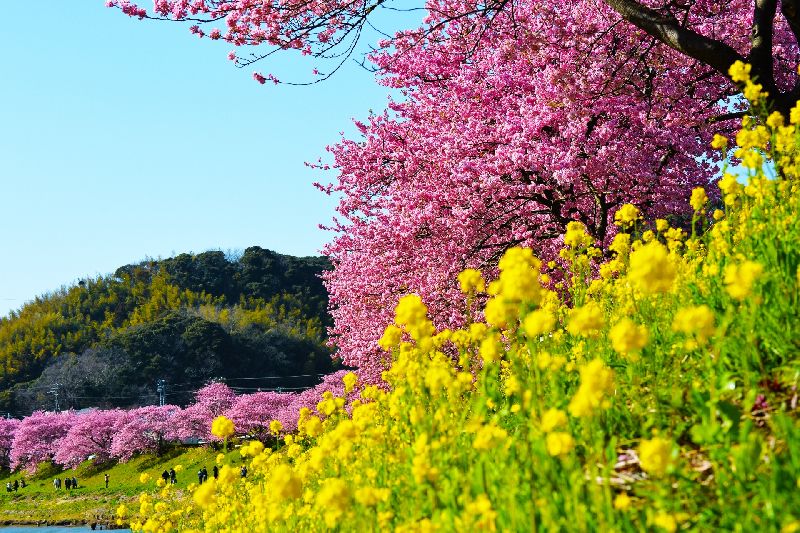 南伊豆美しいみなみの桜と菜の花まつり