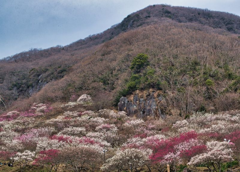 湯河原梅林