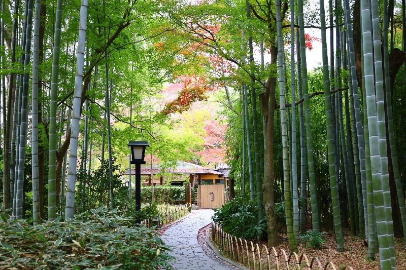 修善寺温泉の竹林の小径