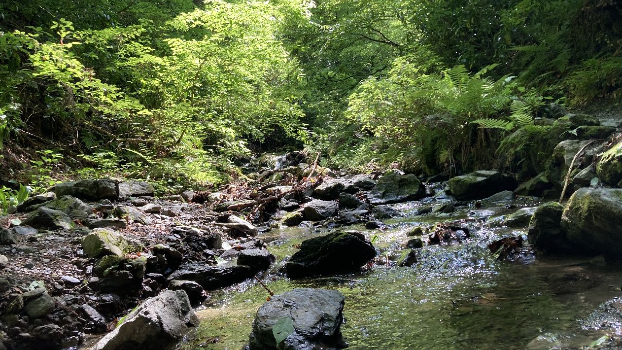 高尾山6号路の沢
